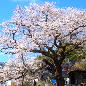 法乗坊の種蒔き桜