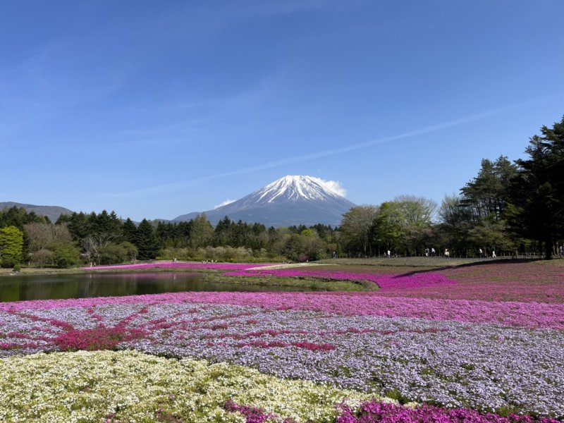 富士芝桜祭