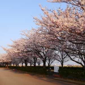 手取川河川敷の桜並木