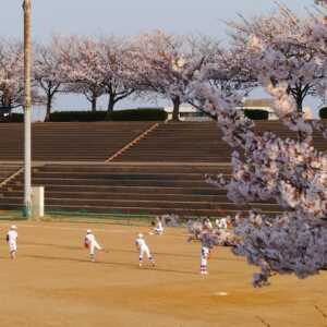 手取川河川敷の桜並木