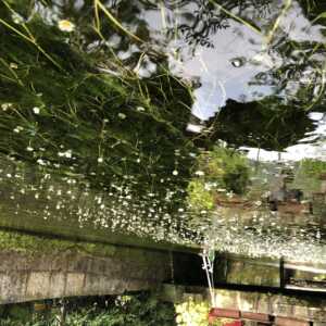 梅花藻の観れる清水
