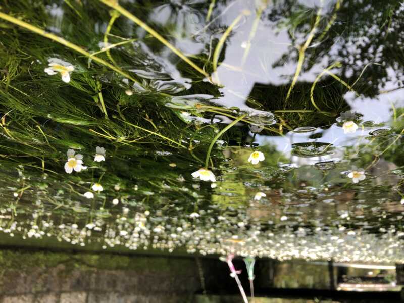 梅花藻の観れる清水