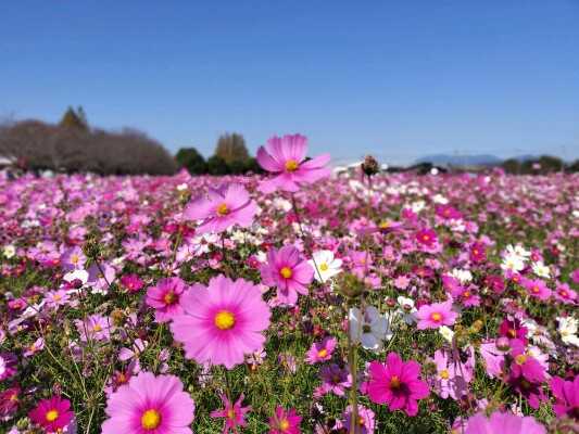 キリン花園