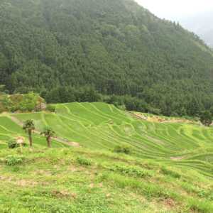 丸山千枚田