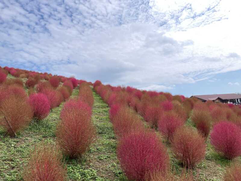 びわこ箱館山スキー場