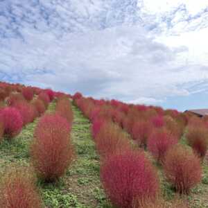 びわこ箱館山スキー場