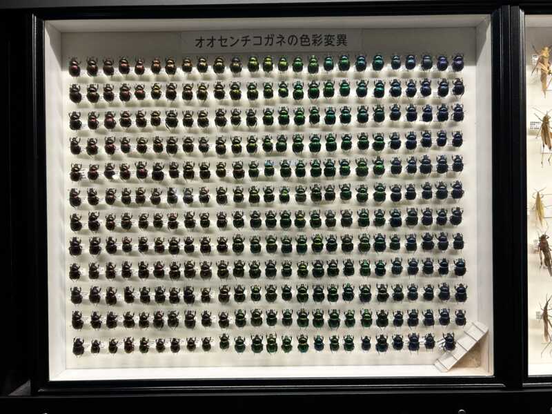 滋賀県立琵琶湖博物館