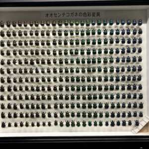 滋賀県立琵琶湖博物館