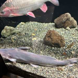 滋賀県立琵琶湖博物館