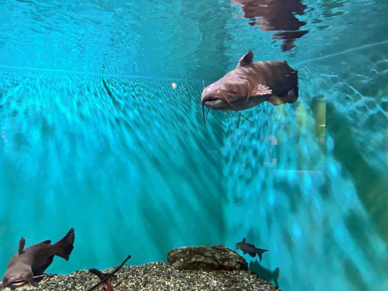 滋賀県立琵琶湖博物館