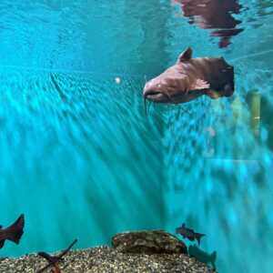 滋賀県立琵琶湖博物館