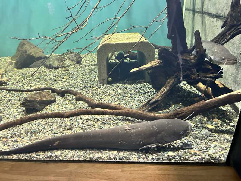 滋賀県立琵琶湖博物館