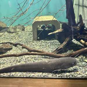 滋賀県立琵琶湖博物館