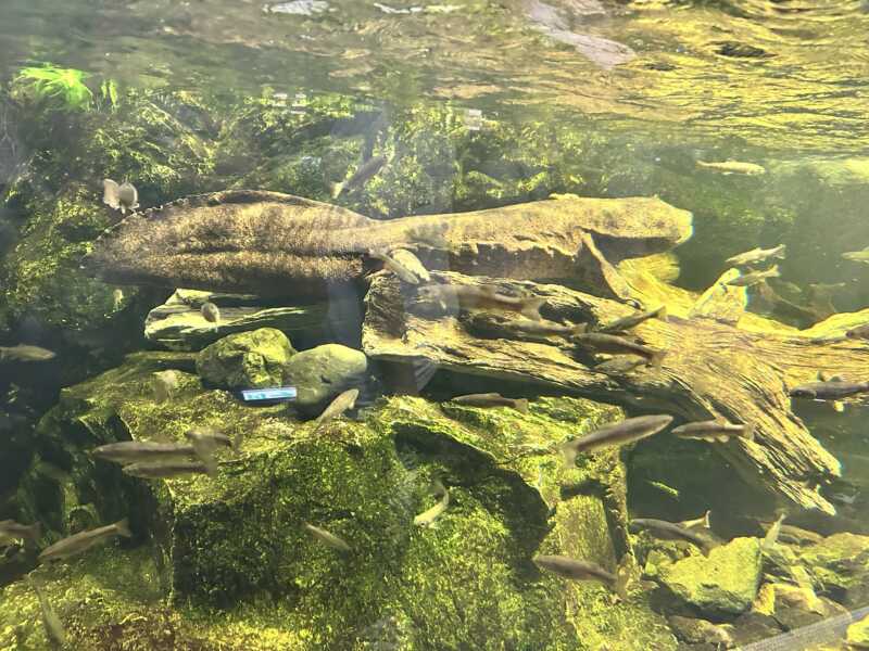 滋賀県立琵琶湖博物館