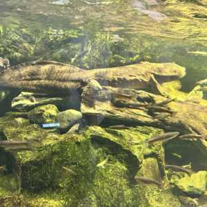 滋賀県立琵琶湖博物館