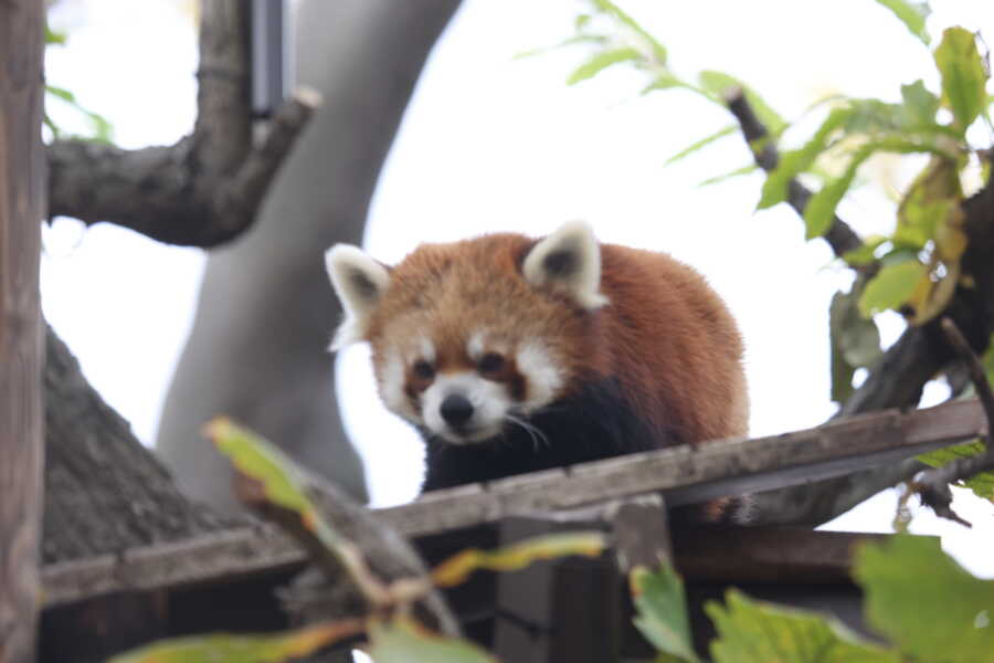 野毛山動物園