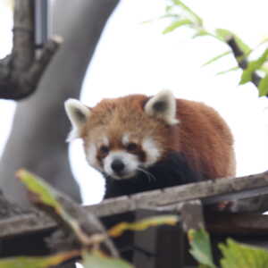 野毛山動物園