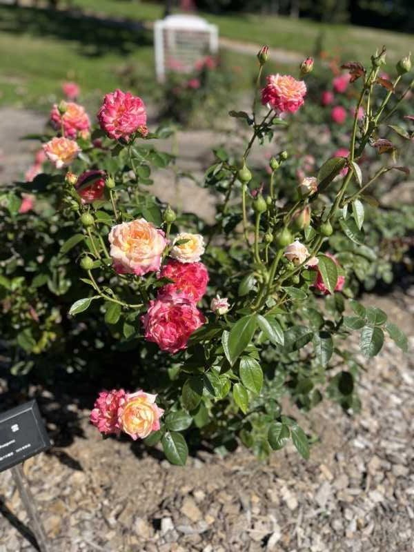 ローズガーデンちっぷべつ