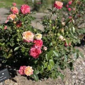 ローズガーデンちっぷべつ