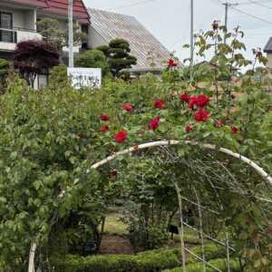 石田ローズガーデン