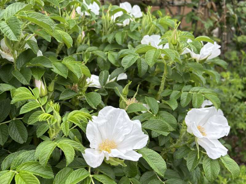 石田ローズガーデン