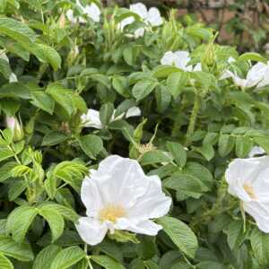 石田ローズガーデン