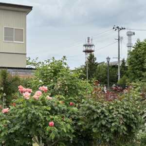 石田ローズガーデン
