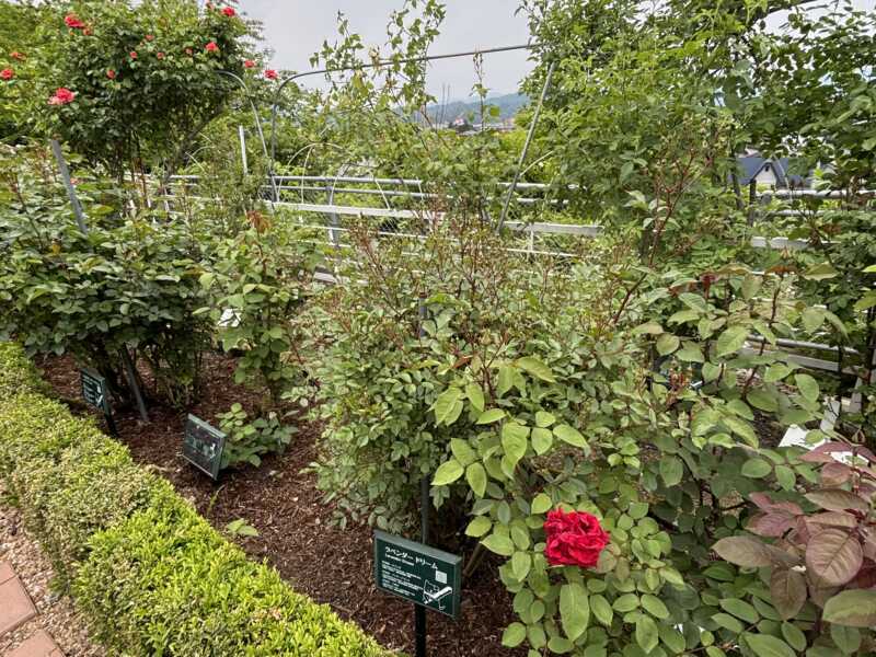 石田ローズガーデン