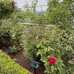 石田ローズガーデン