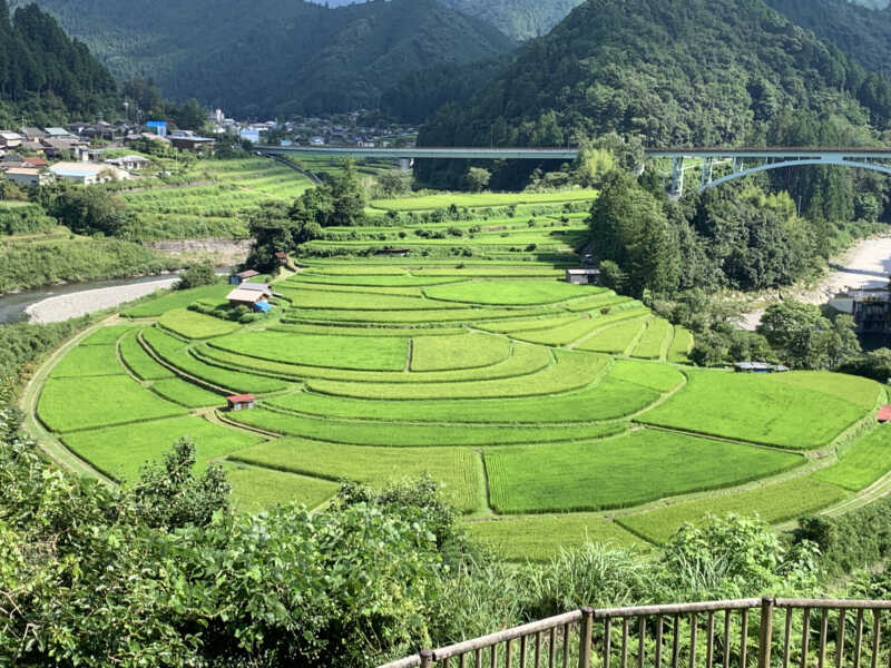 あらぎ島の棚田