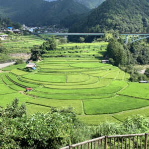 あらぎ島の棚田