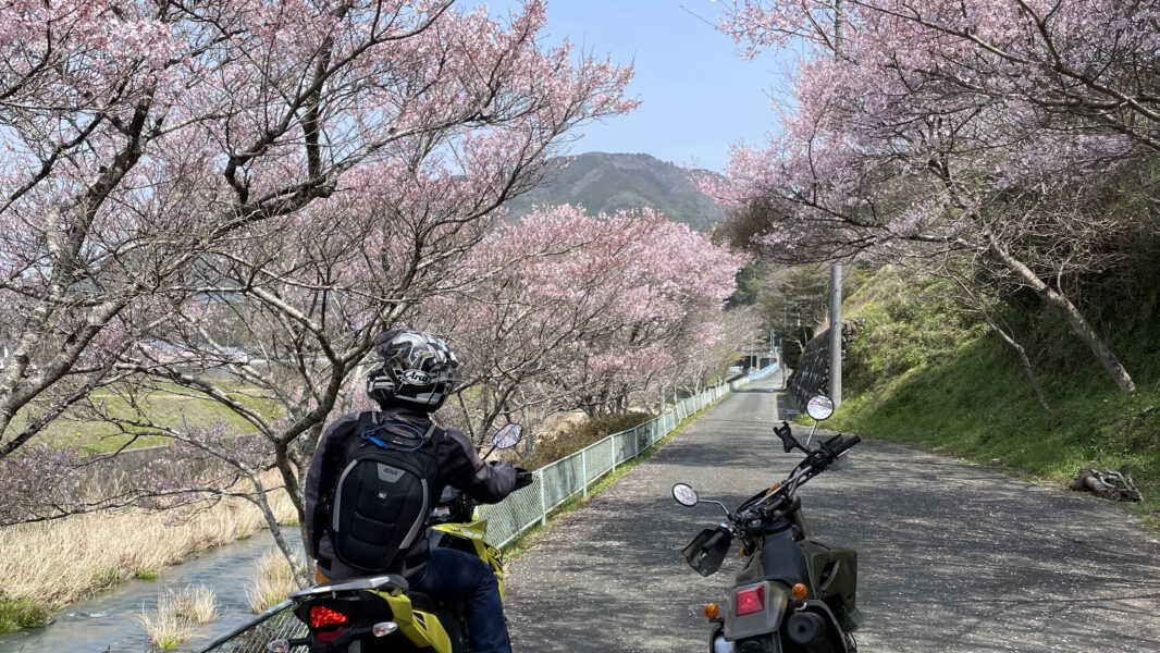 黄柳川桜スポット