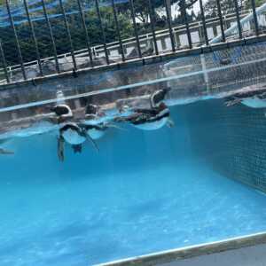 のとじま水族館
