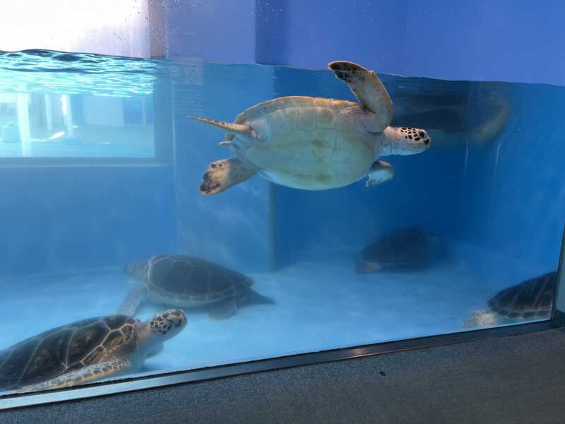 のとじま水族館