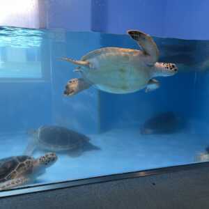 のとじま水族館