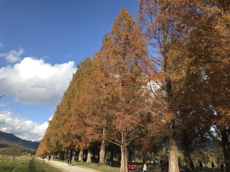 メタセコイヤ並木道