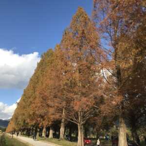 メタセコイヤ並木道