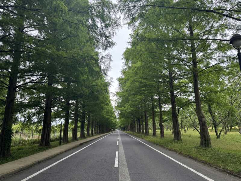 メタセコイヤ並木道