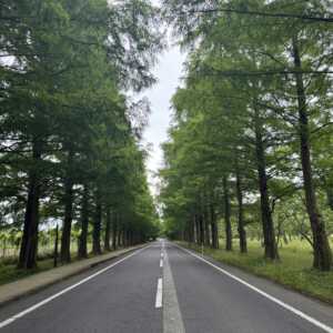 メタセコイヤ並木道