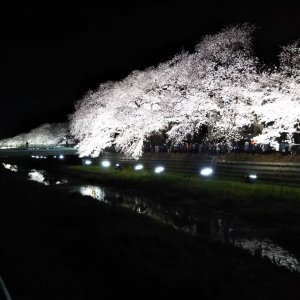 野川の桜並木