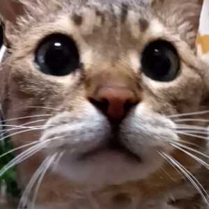 なぎすけ