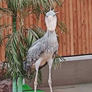 birdAck