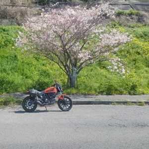 ありっく