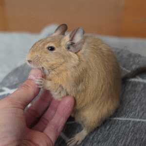 nezumimochi