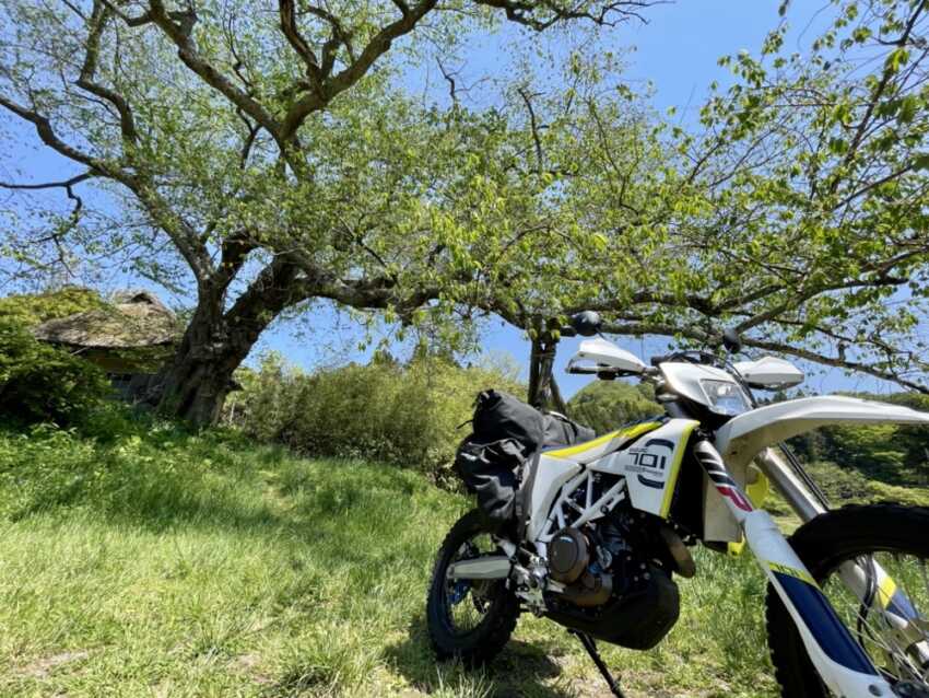 桜の木とバイク