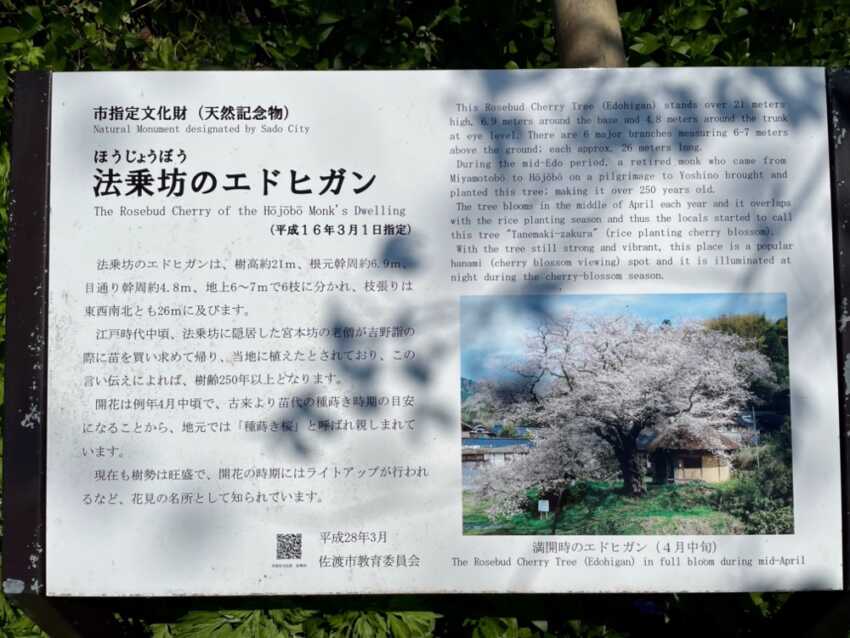 法乗坊の種蒔き桜の看板