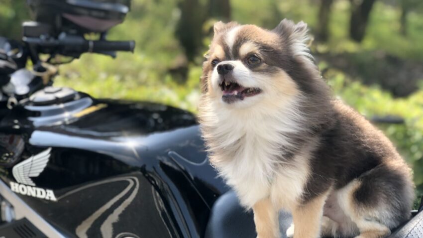 バイクのシートに立つ犬