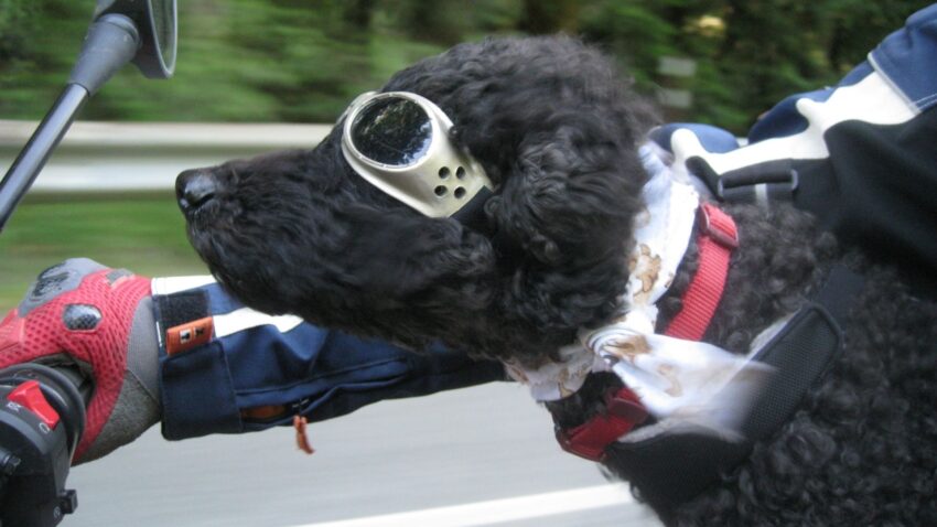 走行するバイクから顔を出す犬