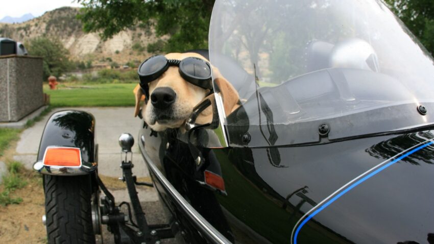 サイドカーから顔を出す犬