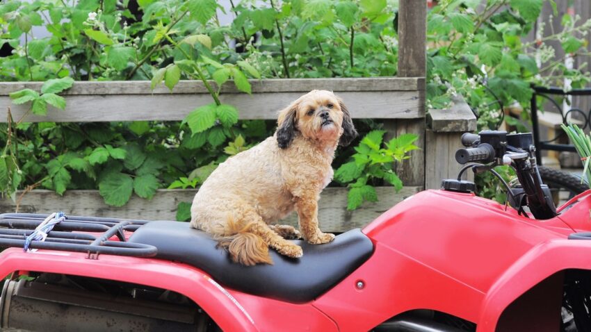 赤いバイクのシートに立つ犬